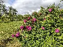 Roos_Rosa rugosa 'Roseraie de l'Haÿ' (2).webp