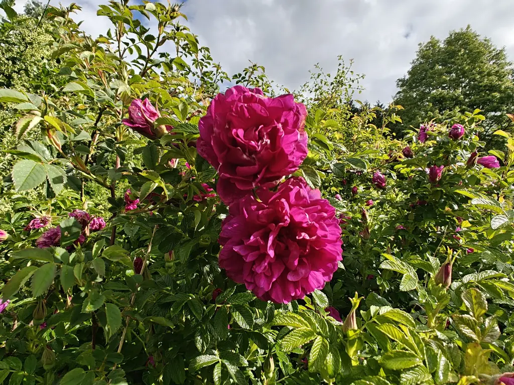 Roos_Rosa rugosa 'Roseraie de l'Haÿ' (3).webp