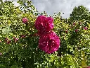 Roos_Rosa rugosa 'Roseraie de l'Haÿ' (3).webp