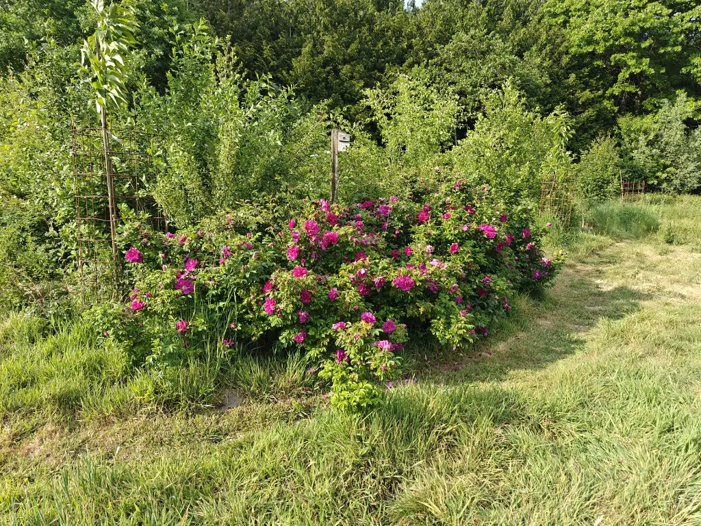 Roos_Rosa rugosa 'Roseraie de l'Haÿ' (3).webp