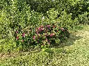 Roos_Rosa rugosa 'Roseraie de l'Haÿ' (3).webp