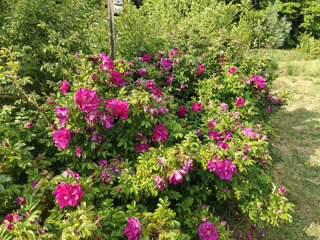 Roos_Rosa rugosa 'Roseraie de l'Haÿ' (1).webp