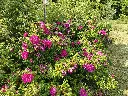 Roos_Rosa rugosa 'Roseraie de l'Haÿ' (1).webp
