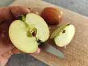 Appel_Malus domestica_Colapuis (1).webp