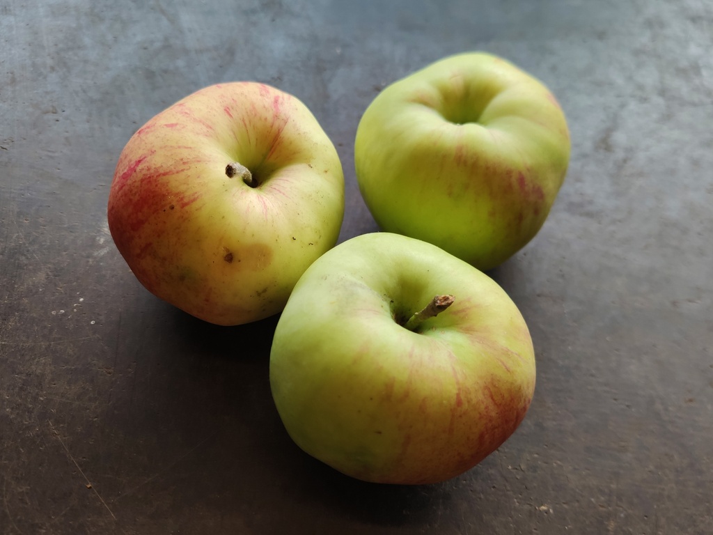 Malus domestica 'Précoce de Wirwignes' - Appel