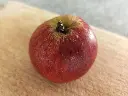 Appel_Malus domestica_Colapuis (2).webp