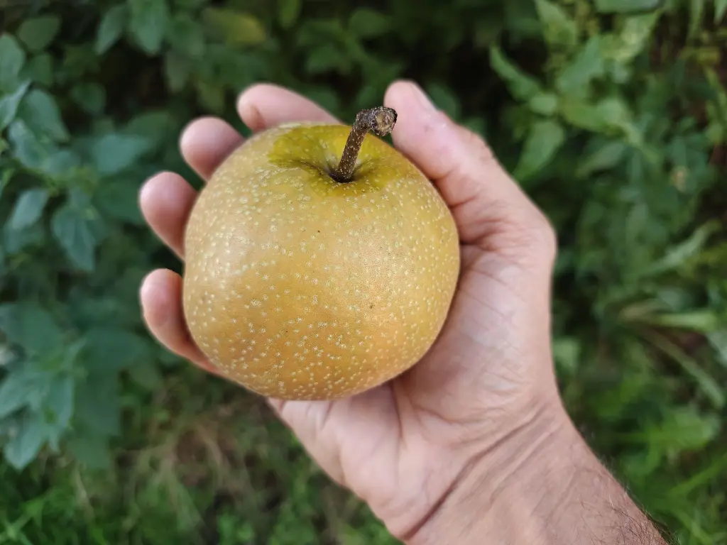 Nashi_Pyrus pyrifolia 'Supernashi' (10).webp