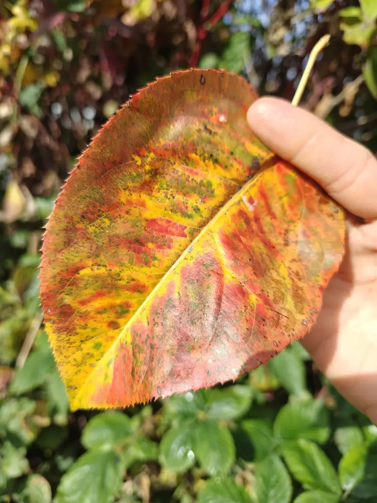 Nashi_Pyrus pyrifolia 'Supernashi' (8).webp