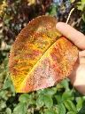 Nashi_Pyrus pyrifolia 'Supernashi' (8).webp
