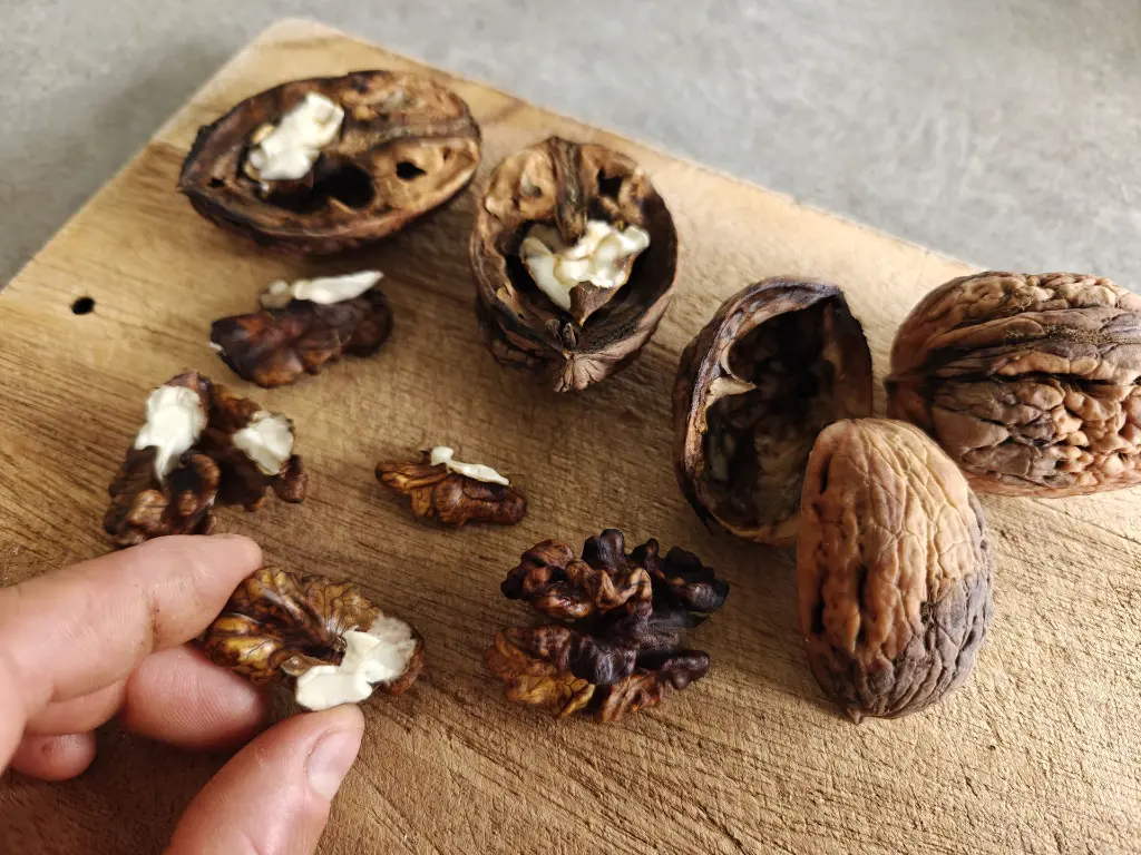 Okkernoot_Juglans regia 'Germisara' (1).webp