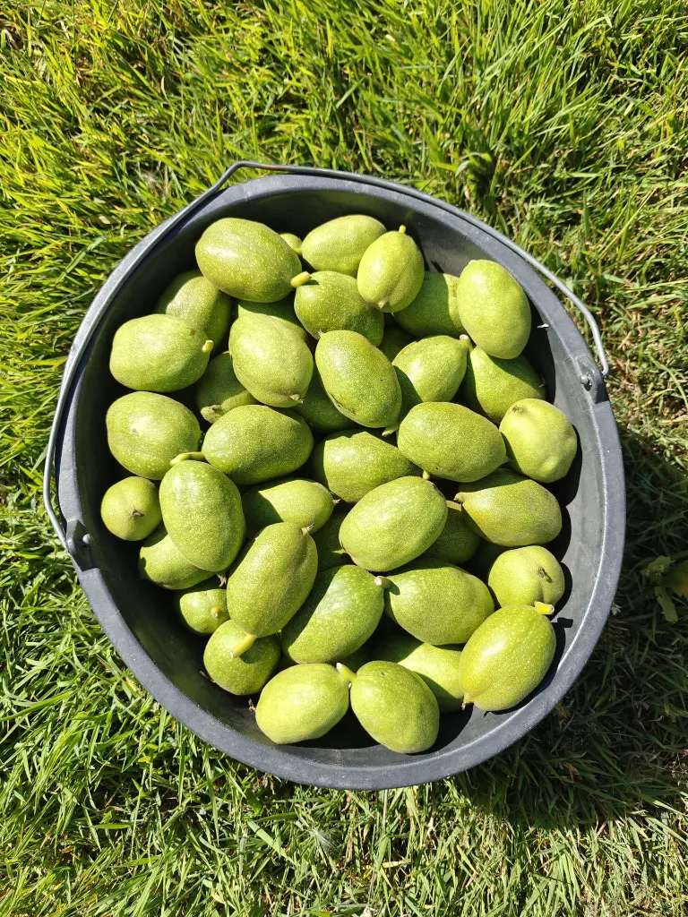 Okkernoot_Juglans regia 'Big & Easy' (15).webp