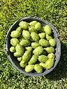 Okkernoot_Juglans regia 'Big & Easy' (15).webp