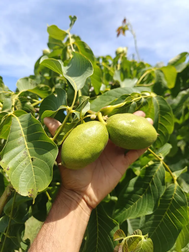 Okkernoot_Juglans regia 'Big & Easy' (20).webp