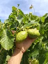 Okkernoot_Juglans regia 'Big & Easy' (20).webp