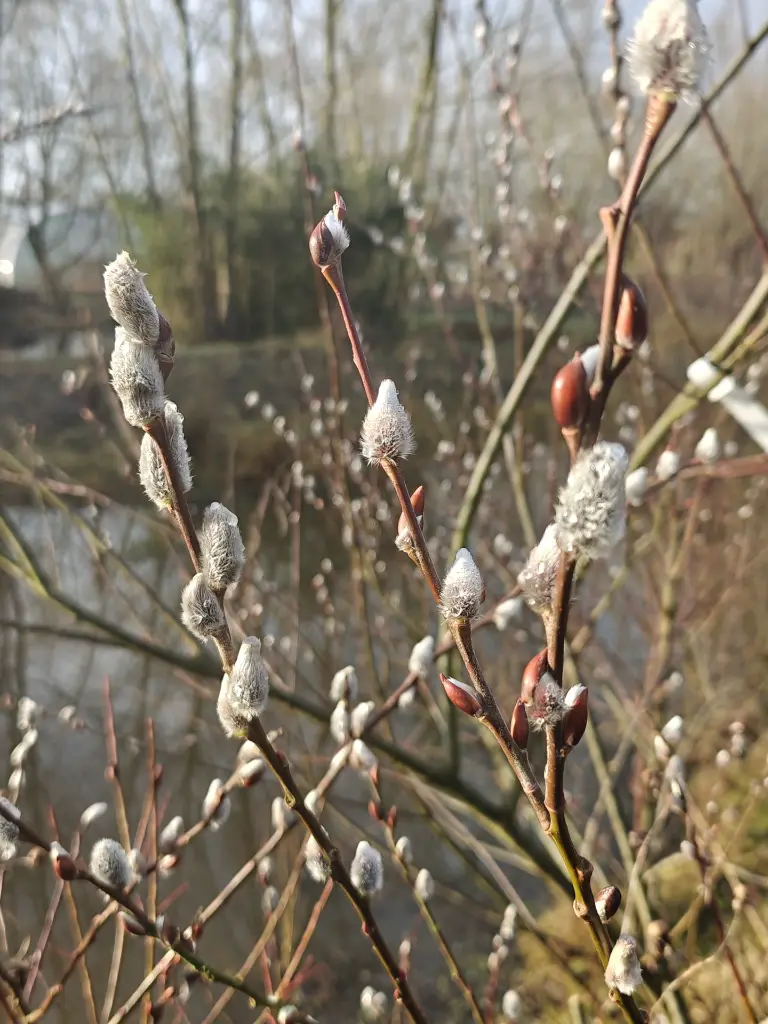 Wilg_Salix chaenomeloides ‘Mesu Neko’ (1).webp