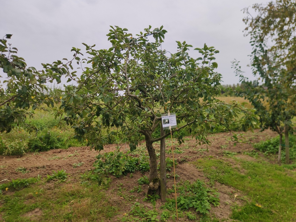 Malus domestica 'Précoce de Wirwignes' - Appel