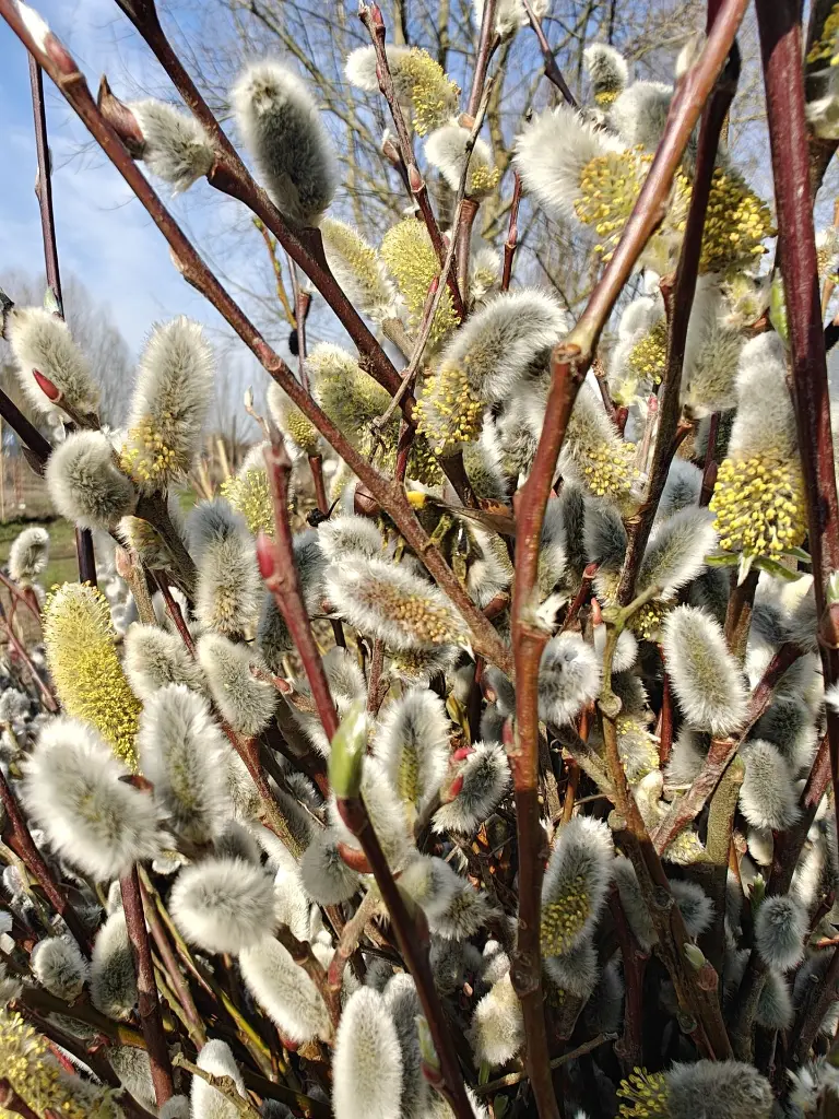 Wilg_Salix chaenomeloides ‘Mesu Neko’ (6).webp