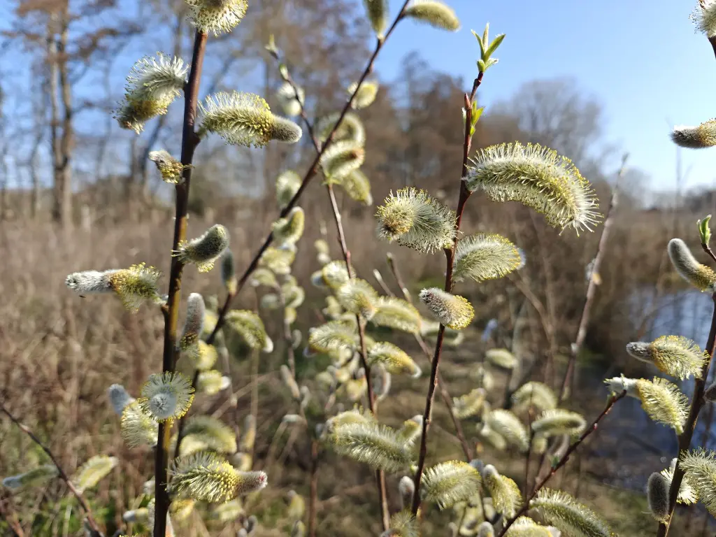 Wilg_Salix chaenomeloides ‘Mesu Neko’ (11).webp