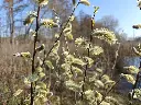 Wilg_Salix chaenomeloides ‘Mesu Neko’ (11).webp