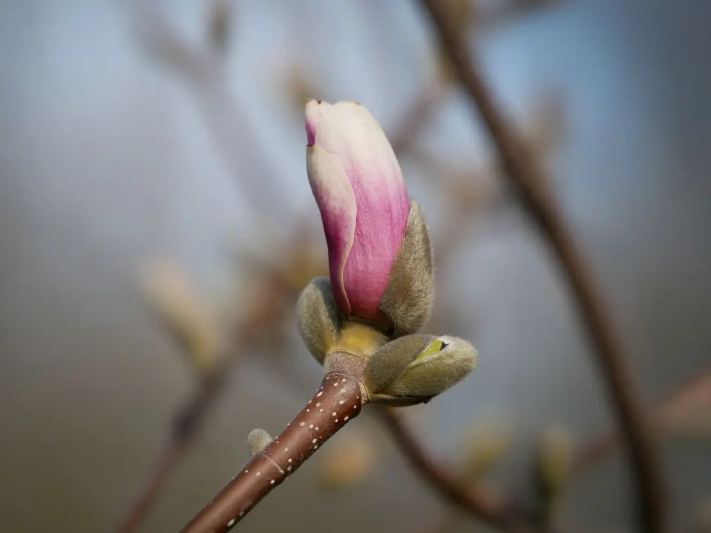 Magnolia x soulangenana 'Satifaction'.webp