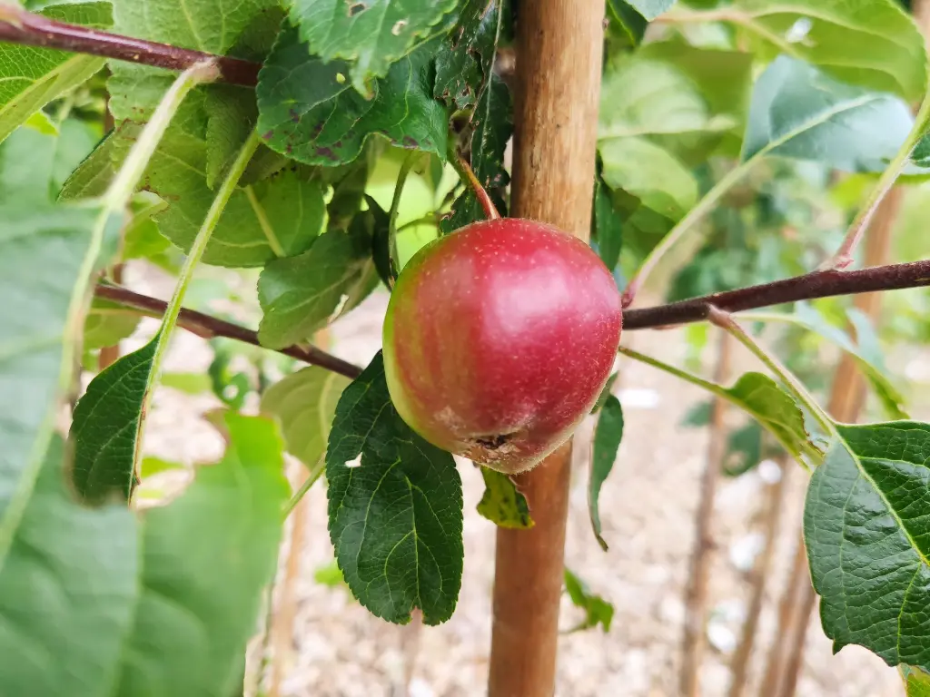 Malus dom. 'Summerred' - Appel (2).webp