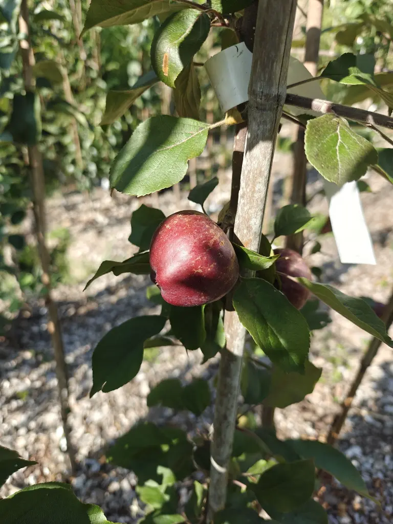 Roodvlezige appel_Malus domestica 'Niels' (2).webp