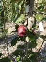 Roodvlezige appel_Malus domestica 'Niels' (2).webp