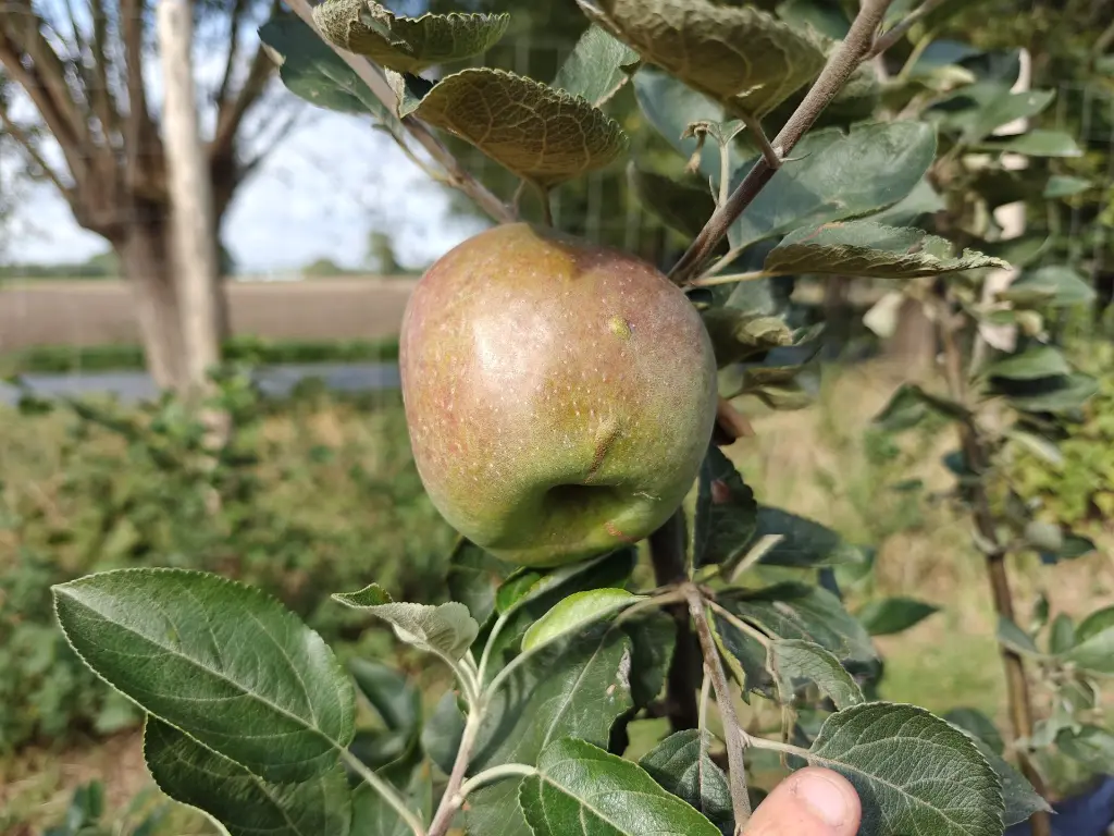 Appel_Malus domestica 'Franse Bellefleur' (4).webp