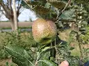 Appel_Malus domestica 'Franse Bellefleur' (4).webp