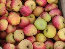 Appel_Malus domestica 'Court-Pendu Rosat'.webp