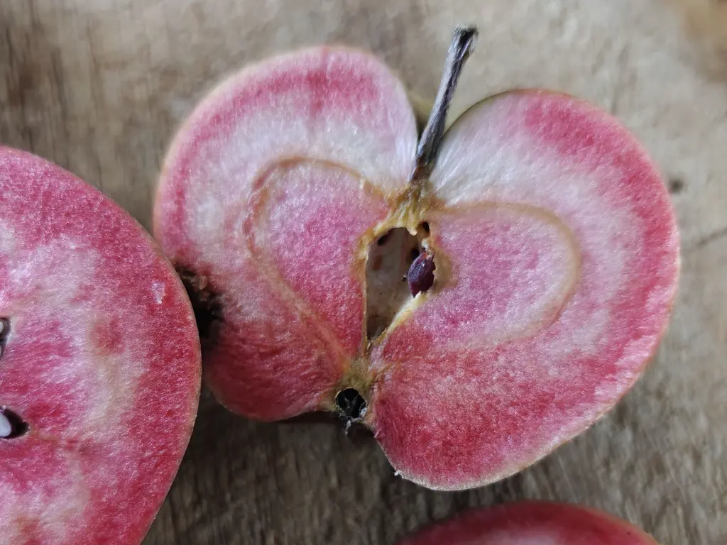 Malus dom. 'Niels'.webp