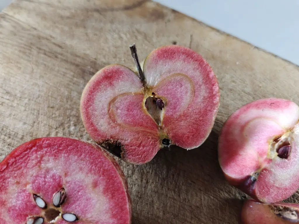 Appel_Malus domestica 'Niels' (6).webp