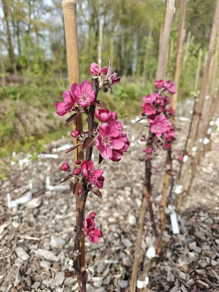 Roodvlezige appel_Malus domestica 'Dries'_Bloesem (1).webp