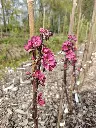 Roodvlezige appel_Malus domestica 'Dries'_Bloesem (1).webp