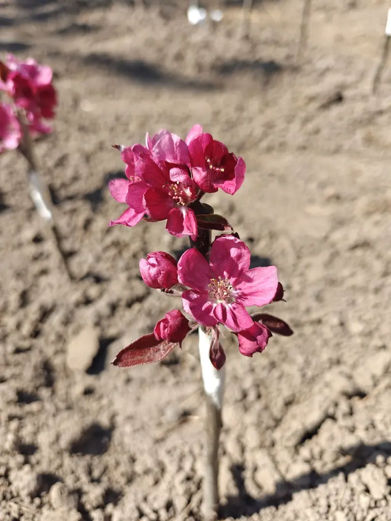 Roodvlezige appel_Malus domestica 'Dries'_Bloesem.webp
