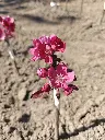 Roodvlezige appel_Malus domestica 'Dries'_Bloesem.webp