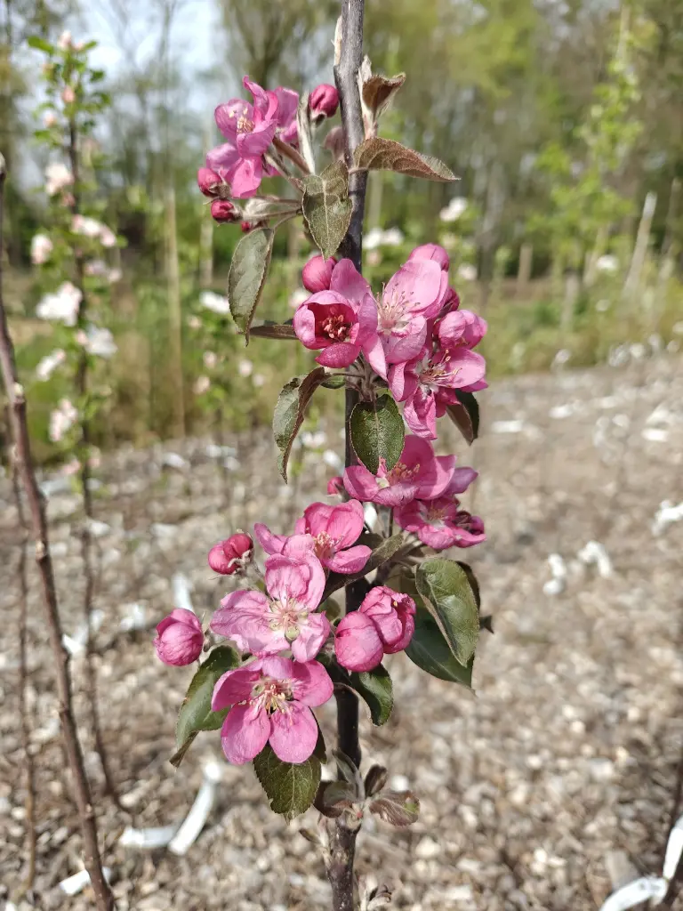 Roodvlezige appel_Malus domestica 'Niels'_Bloesem.webp
