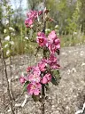 Roodvlezige appel_Malus domestica 'Niels'_Bloesem.webp