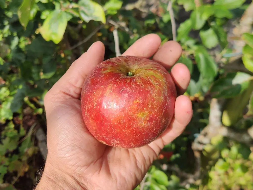 Appel_Malus domestica_Rode Cox's Orange Pippin_0000_Appel_Malus domestica_Rode Cox's Orange Pippin (3).webp