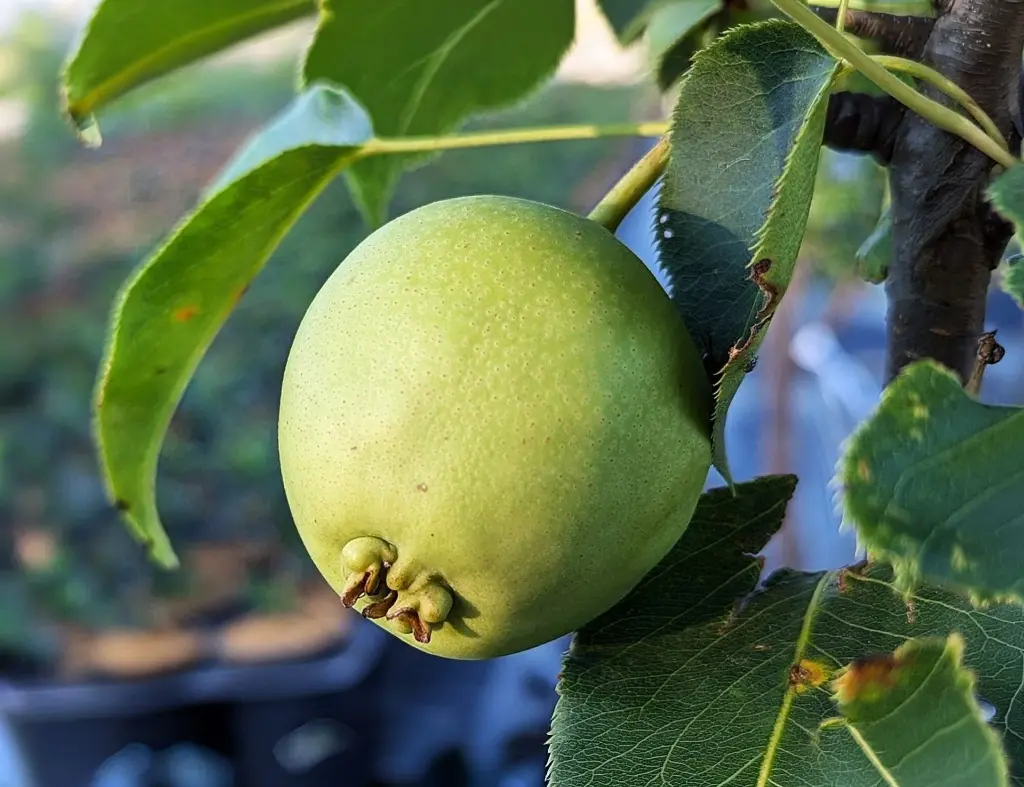 Nashi_Pyrus pyrifolia 'Early Shu'.webp