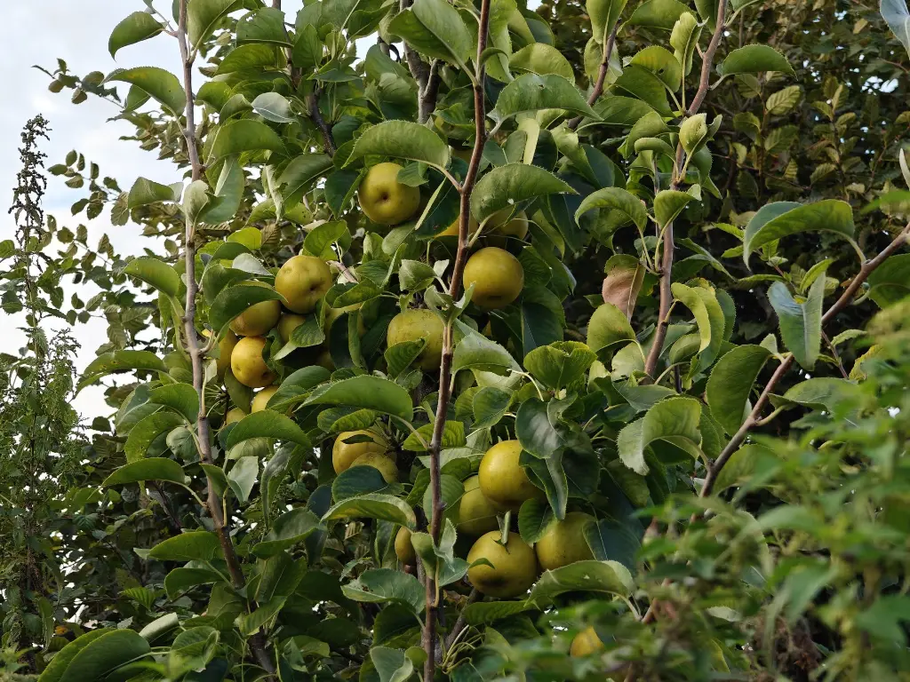 Nashi_Pyrus pyrifolia 'Nijisseiki' (6).webp