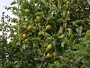 Nashi_Pyrus pyrifolia 'Nijisseiki' (6).webp