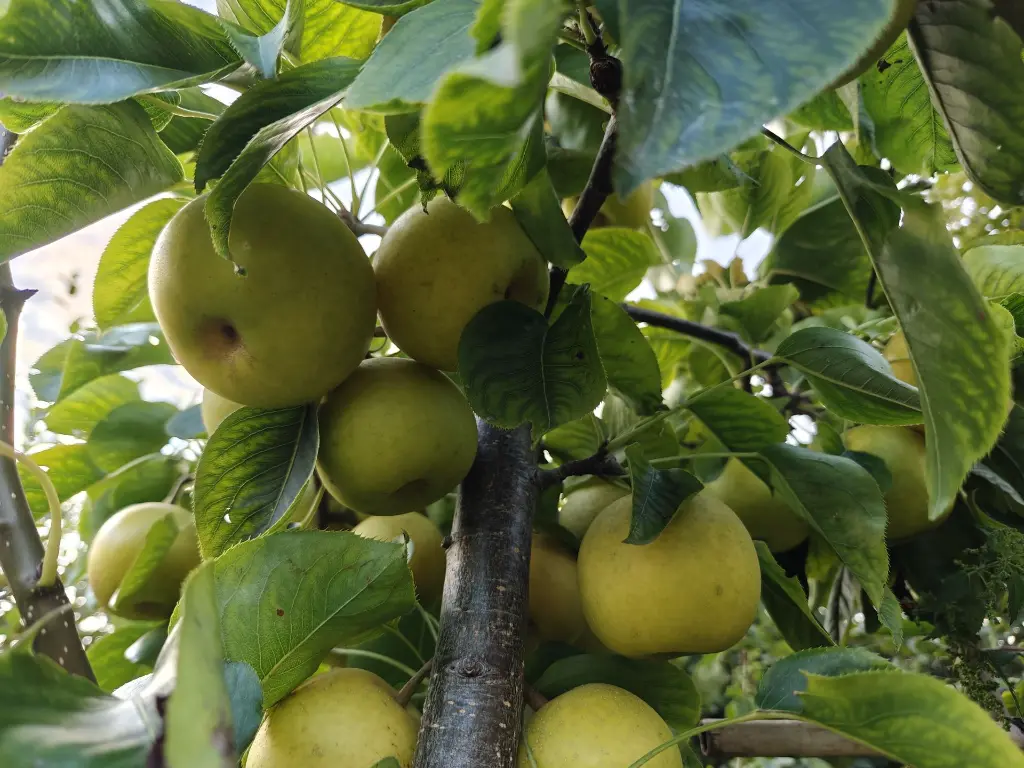 Nashi_Pyrus pyrifolia 'Nijisseiki' (8).webp