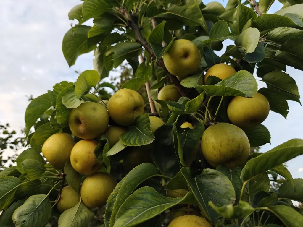 Nashi_Pyrus pyrifolia 'Nijisseiki' (1).webp