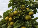 Nashi_Pyrus pyrifolia 'Nijisseiki' (1).webp