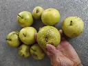 Nashi_Pyrus pyrifolia 'Nijisseiki' (4) - kopie.webp