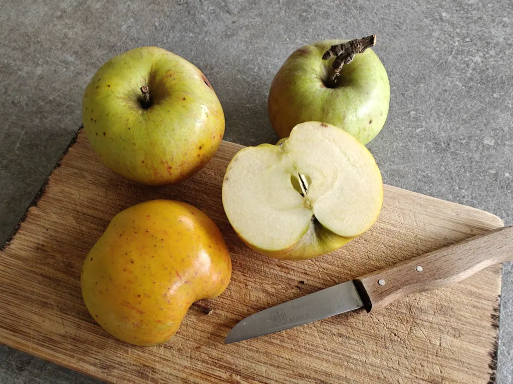 Appel_Malus domestica_Essching (2).webp