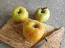 Appel_Malus domestica_Essching (1).webp