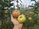 Appel_Malus domestica_Essching (3).webp