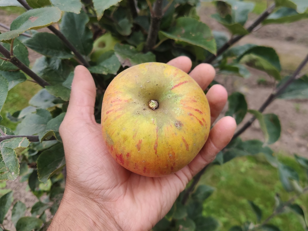 Malus domestica 'Reine des Reinettes' - Appel